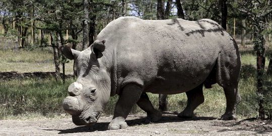 A male Northern White Rhinoceros grazes at the Ol Pejeta Conservancy near Nanyuki town